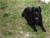 Ch. MASCALZONE LATINO - Triola Cane Corso